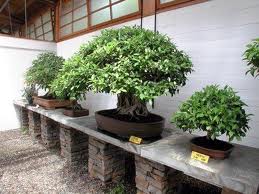 Bonsai Museum Bonsai Museum